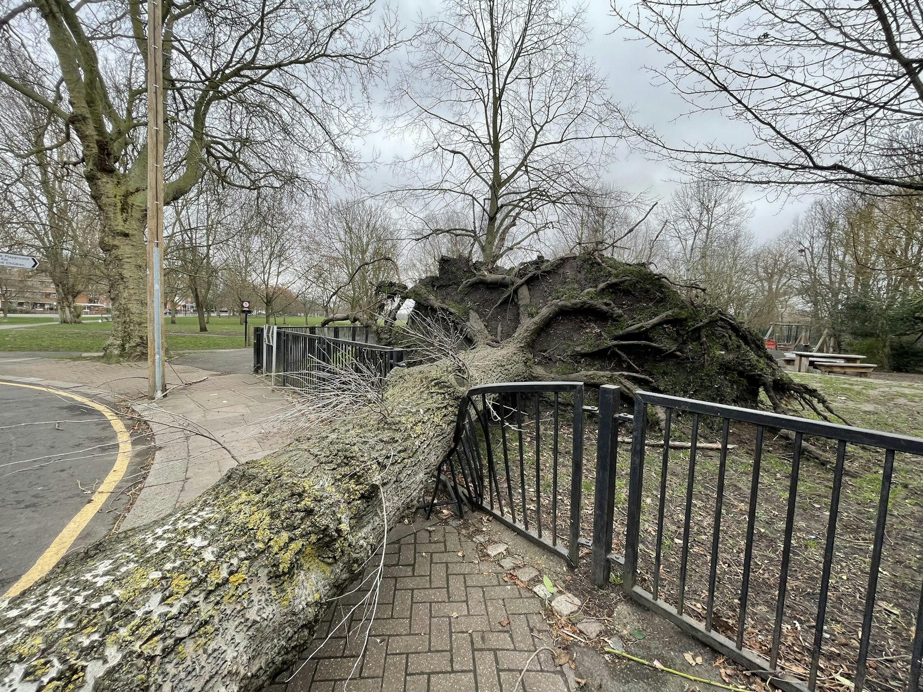 Large storm-damaged tree fallen over a fence