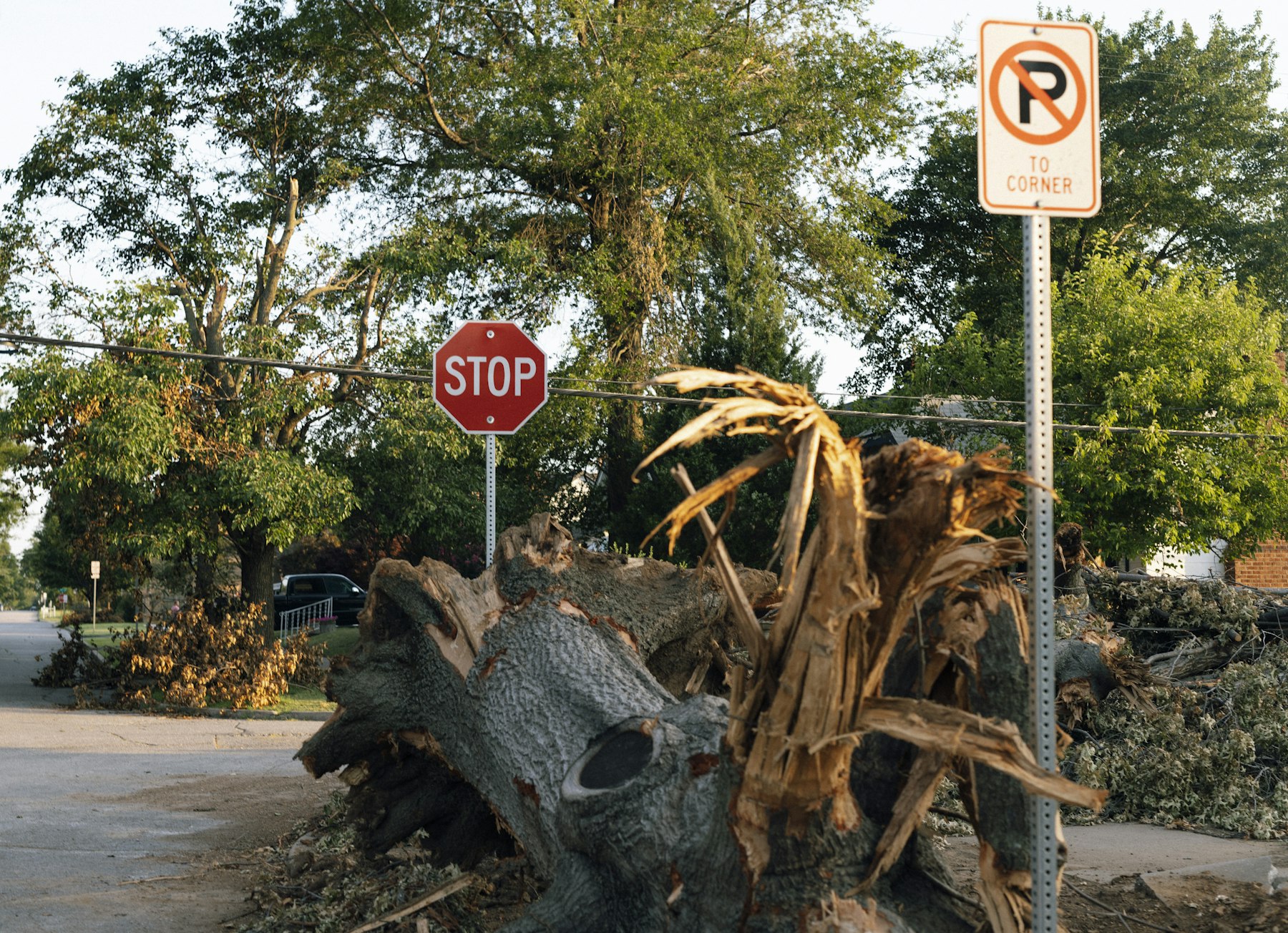 Fallen tree blocking a street near a stop sign